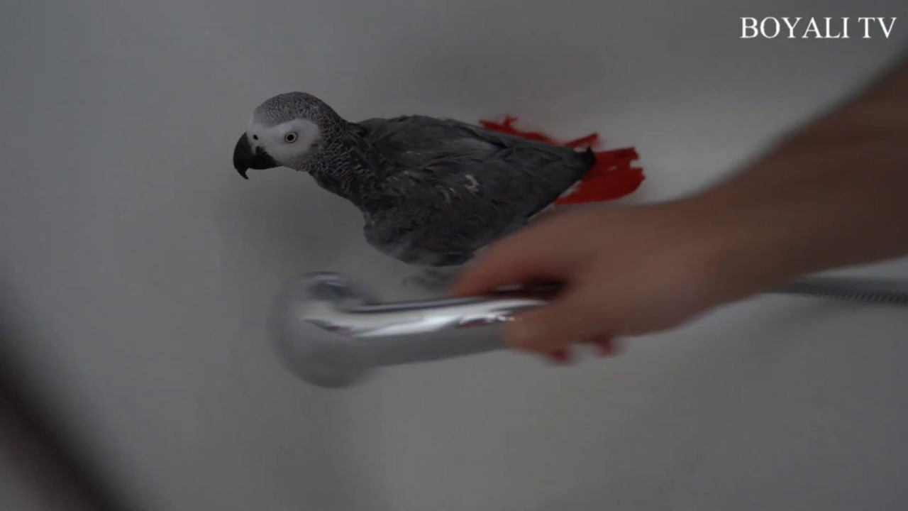 Papağan Kamil'in banyo keyfi  / Kamil the parrot is having shower