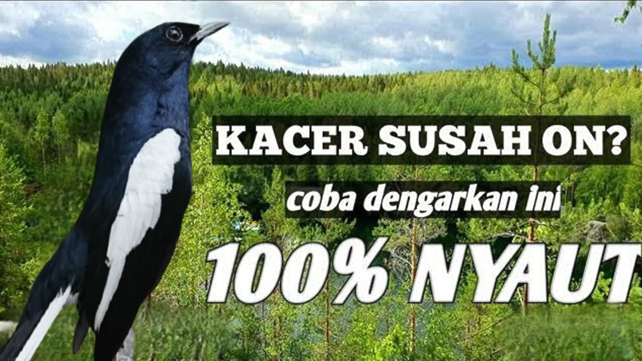 Pancingan Kacer Macet Atau Stres Agar Bunyi Langsung Kembali