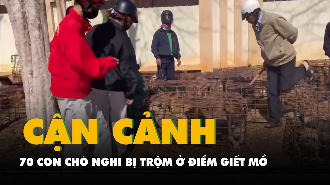 Cận cảnh 70 con chó nghi bị trộm đang nhốt tại một điểm giết mổ