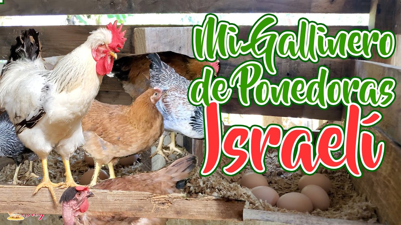Mi Gallinero de Ponedoras Israelí - Republica Dominicana