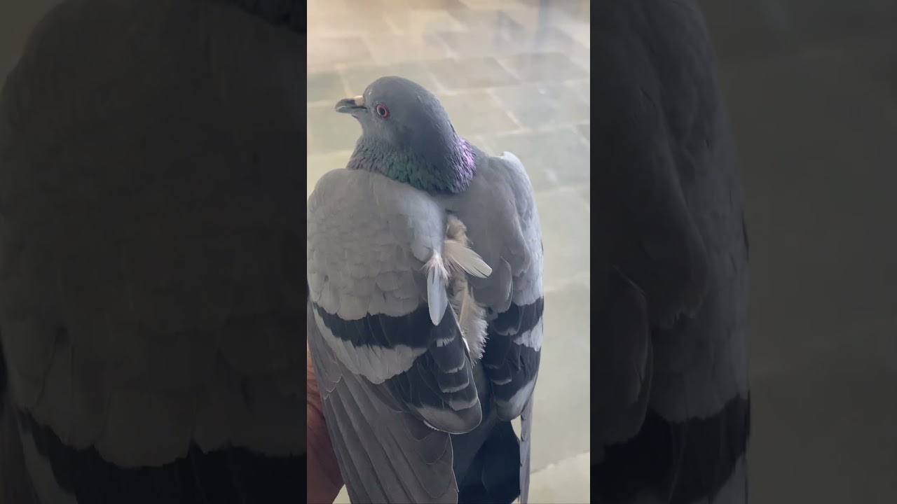 Feral Pigeon/Rock Dove🕊️ #bird #shorts