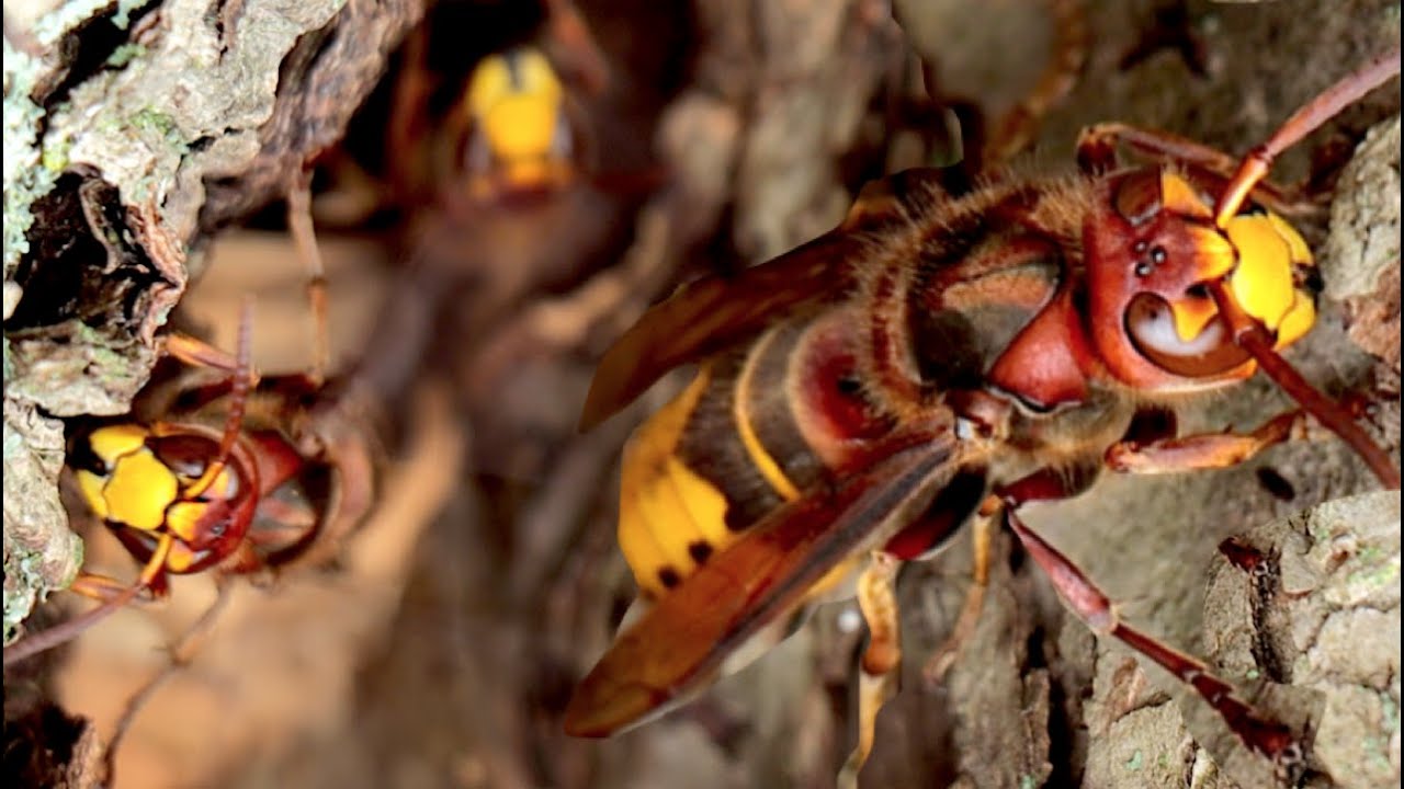 European Hornet Tree of Doom !?