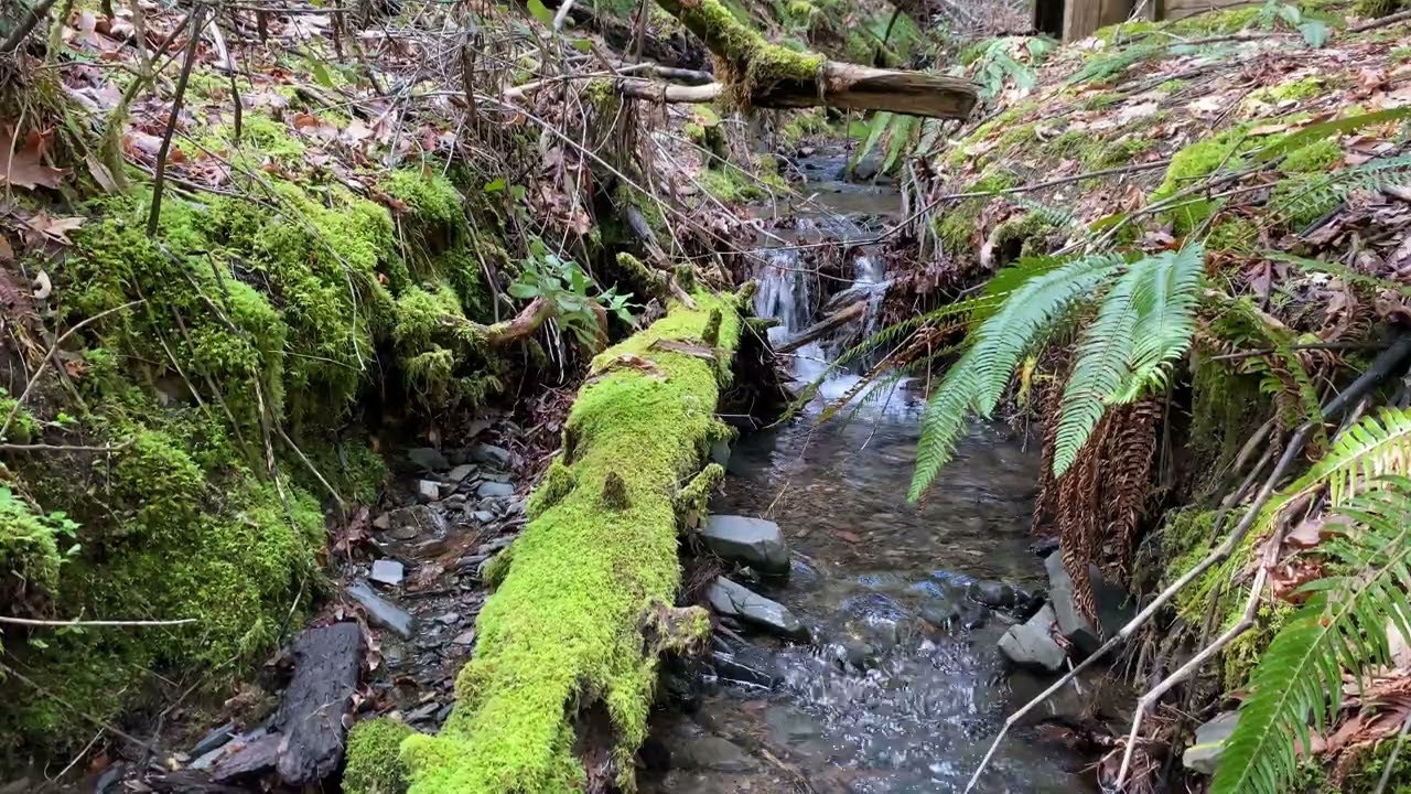 Waters Creek, Oregon