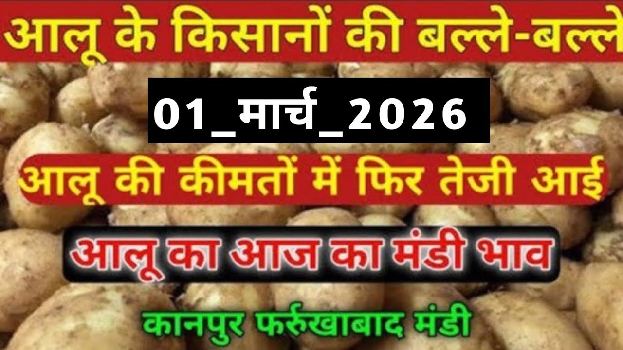 01/03/ 2026 आलू भाव में आई तेज़ी फर्रुखाबाद मंडी, Aalu  Mandi bhav today, Potato price today....