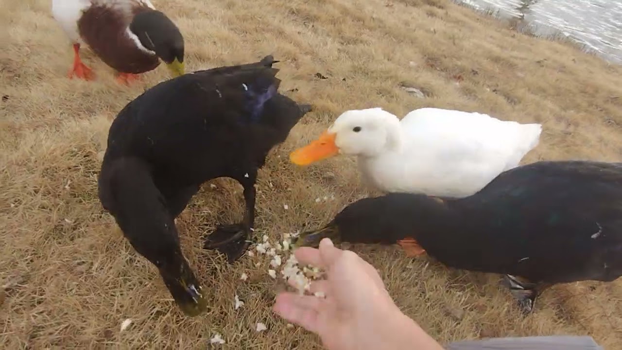 The ducks family enjoyed their food at the park and they very happy to see me feeding them 