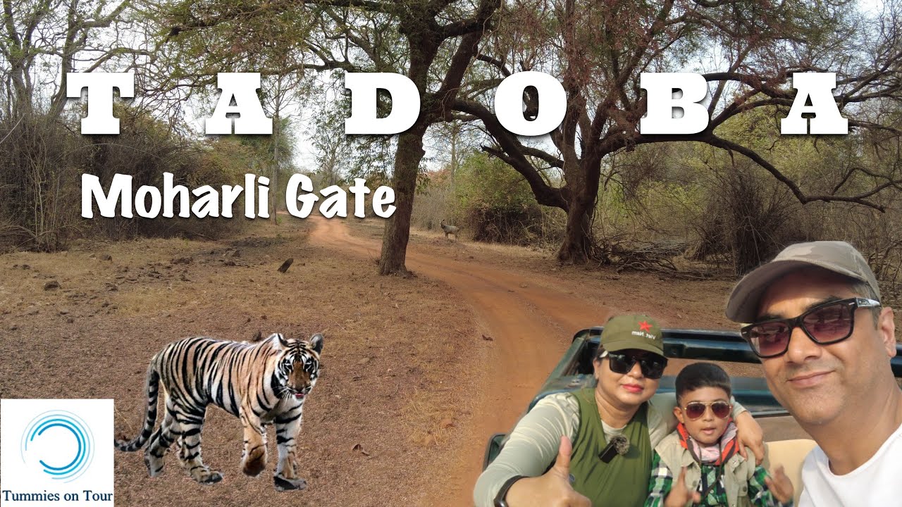 Tadoba - Tiger Safari | Moharli Gate | Tadoba Tiger Valley Resort