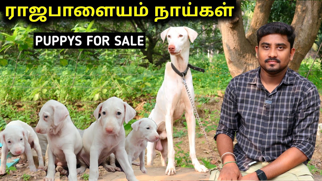 ரூ.500 முதல் Puppys For Sale | ராஜபாளையம் நாட்டு நாய்கள் | Native Dogs | Vino Vlogs