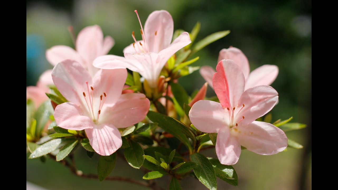 サツキ花後の剪定／Pruning after flowering of Satsuki