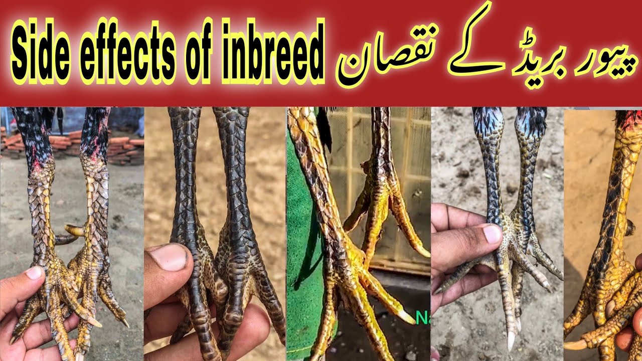 Inbreed k results | faida or nuqsan