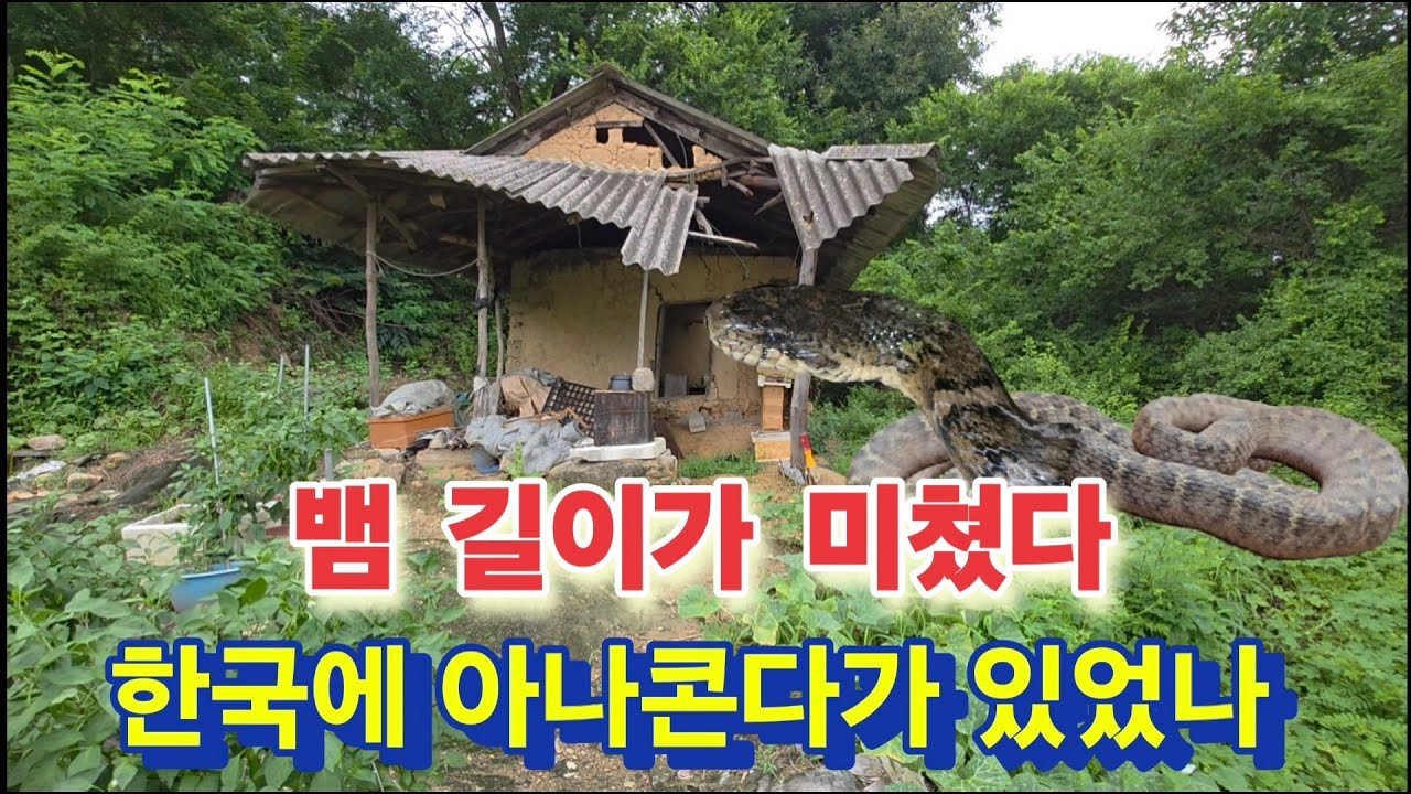 한국에 아나콘다가 있었나 역대 가장 크고 길이가 장난이 아닌데?