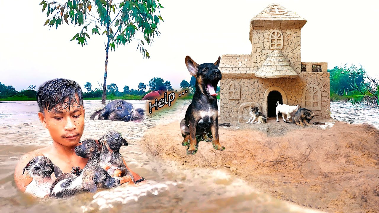 Rescue Dogs Swimming From Flood Build Mud Brick House [ Dog Rescue Video ]