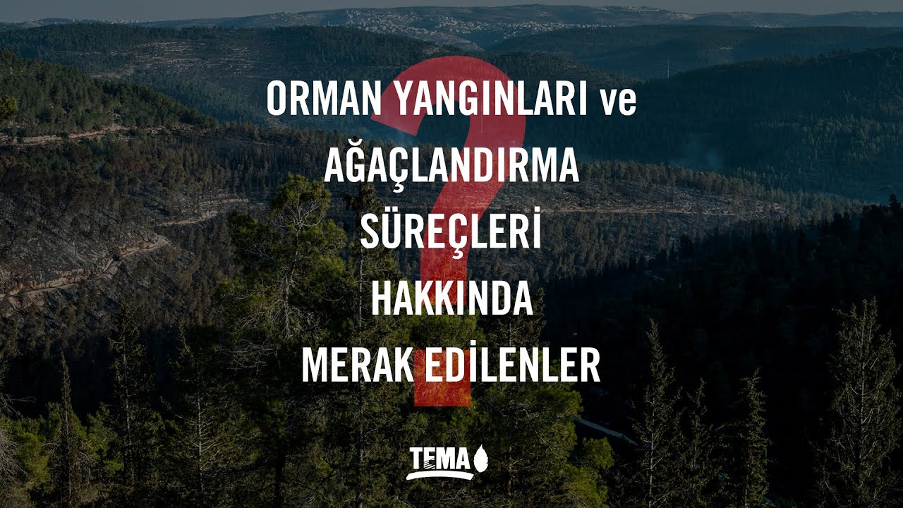 Orman Yangınları ve Ağaçlandırma Süreçleri Hakkında Merak Edilenler