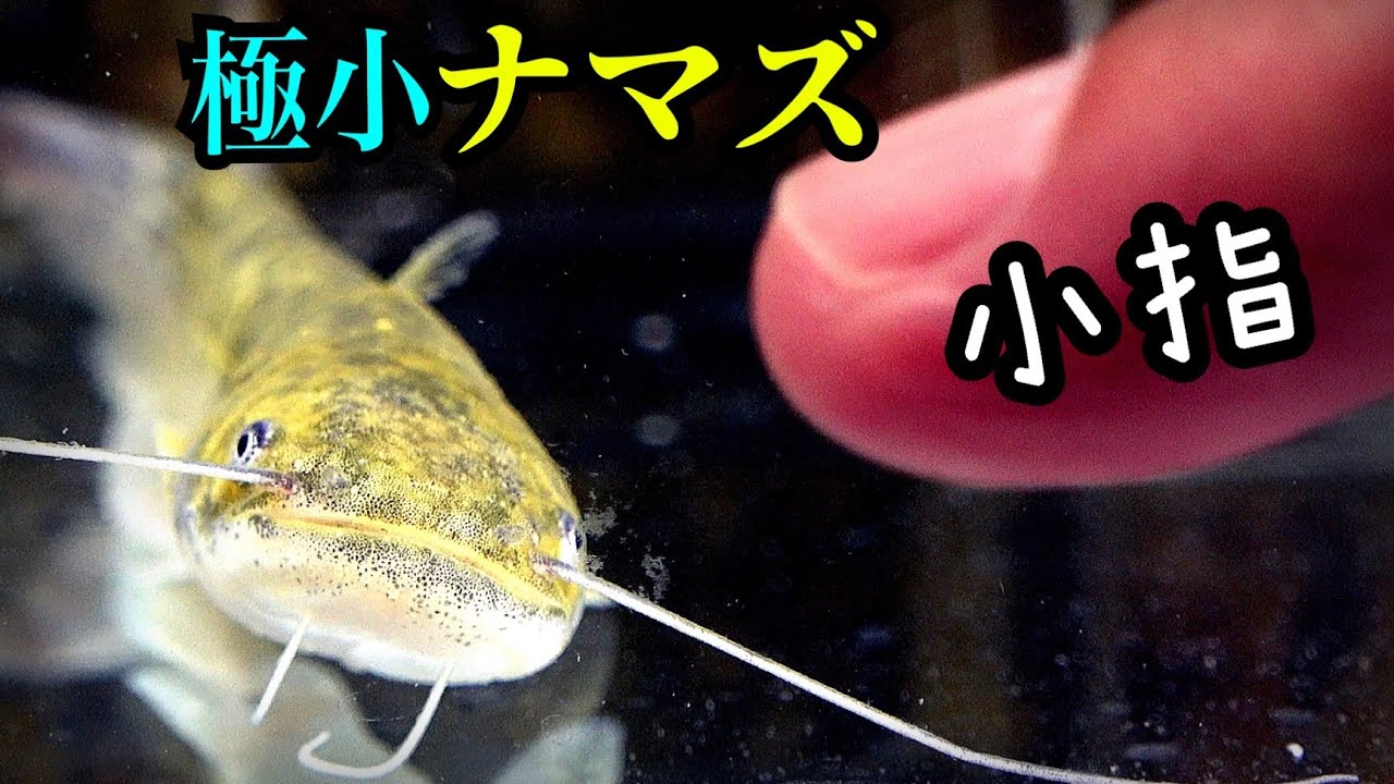 小指サイズのナマズを飼育してみる。