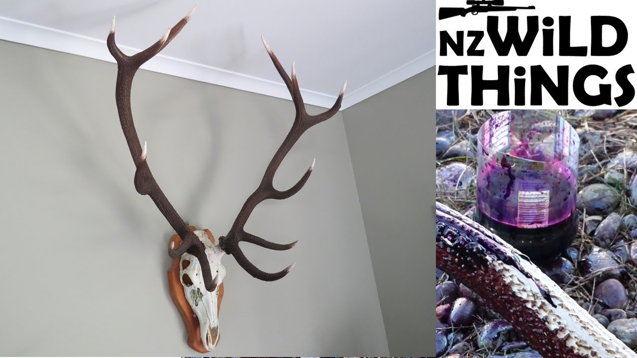 Staining Stag Antlers