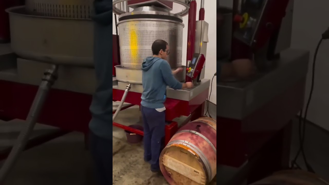 Steps of pressing grapes...🍇🤩 @bartonwine