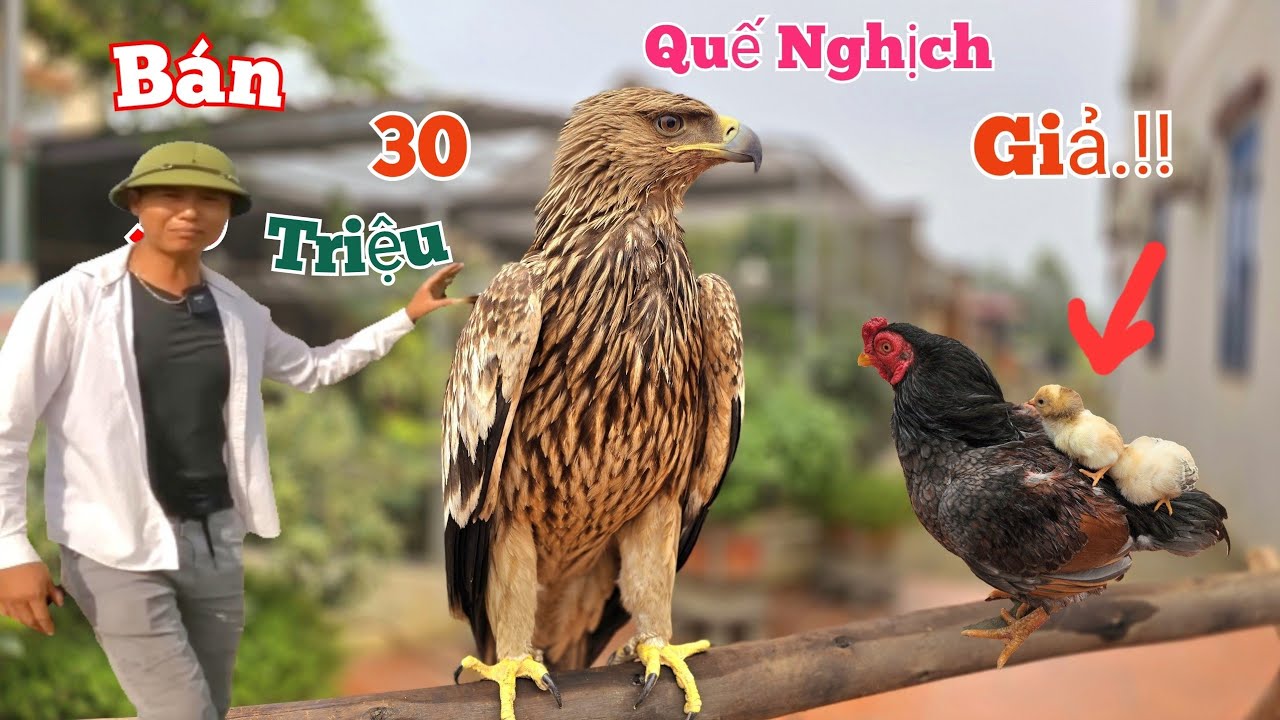 Họ Trả Quế Nghịch 30 Triệu Để Bán Đại Bàng Và Gia Đình Nhỏ Trong Avi Đoàn Tụ.//Long Đen TV