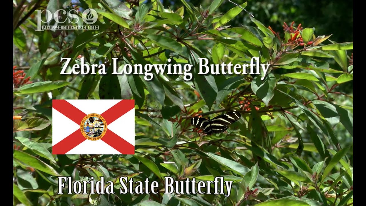 Learn why the Zebra Longwing Butterfly is so special on Life Science at a Social Distance