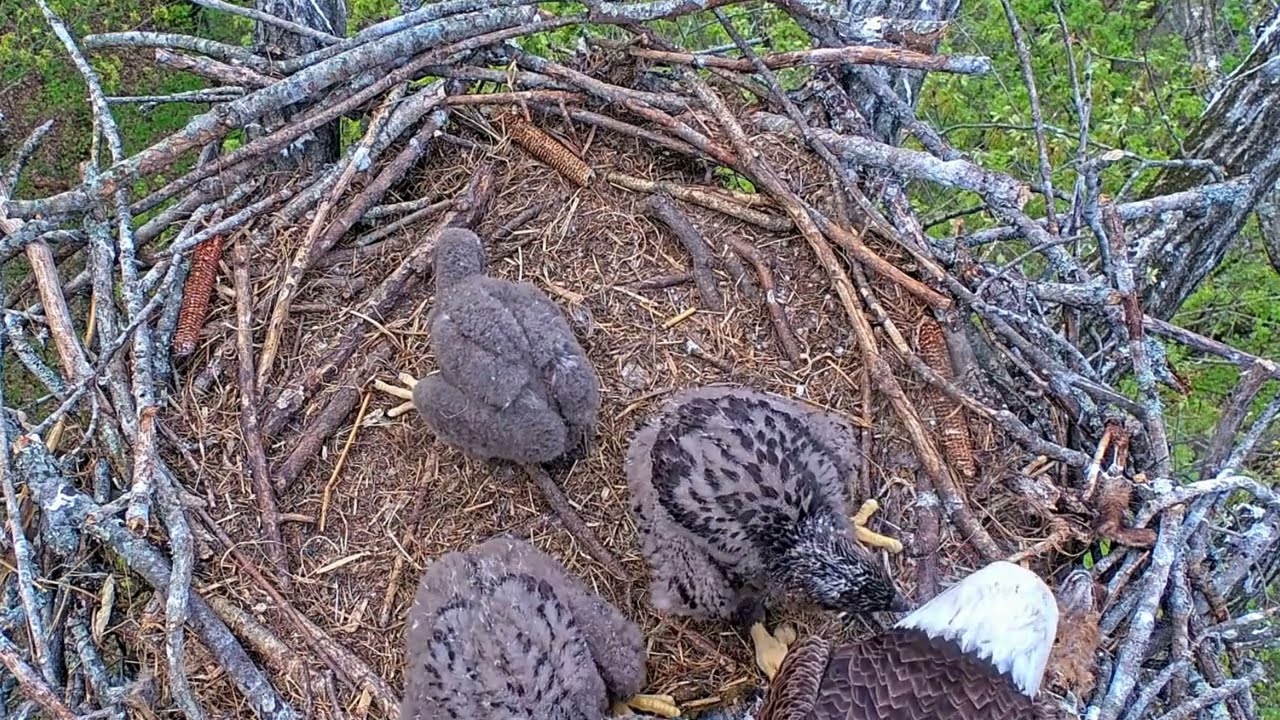 EP#375 #baldeagle Review birds in nest with nature #birdslovers #birdsounds #birdsnest #wildbirds