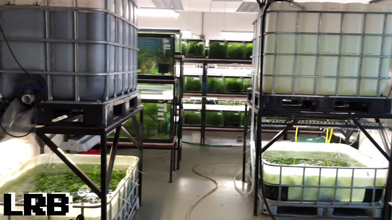 Largest Corydoras Aquarium Collection in the World! Jerry Jost's Amazing Fish!