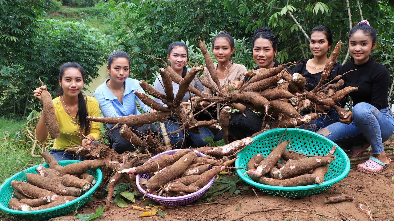 Harvest cassava and cooking recipe in my village - Amazing cooking