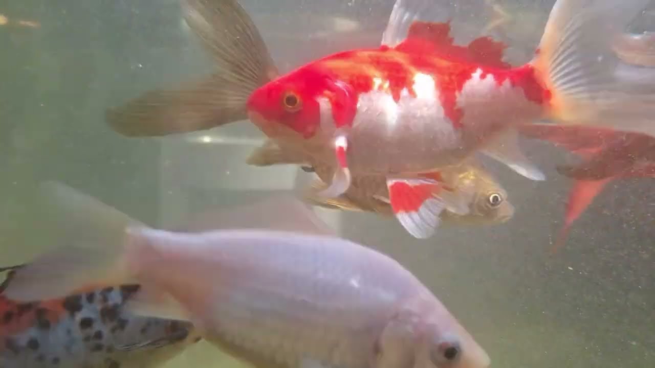 Fische im Teich
