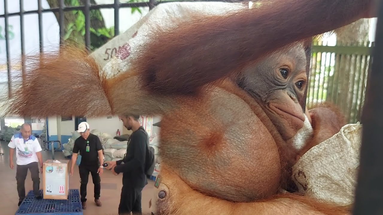 ORANGUTAN KALIMANATAN TENGAH BERHASIL DI SELAMATKAN DARI PENYELUNDUPAN ‼️