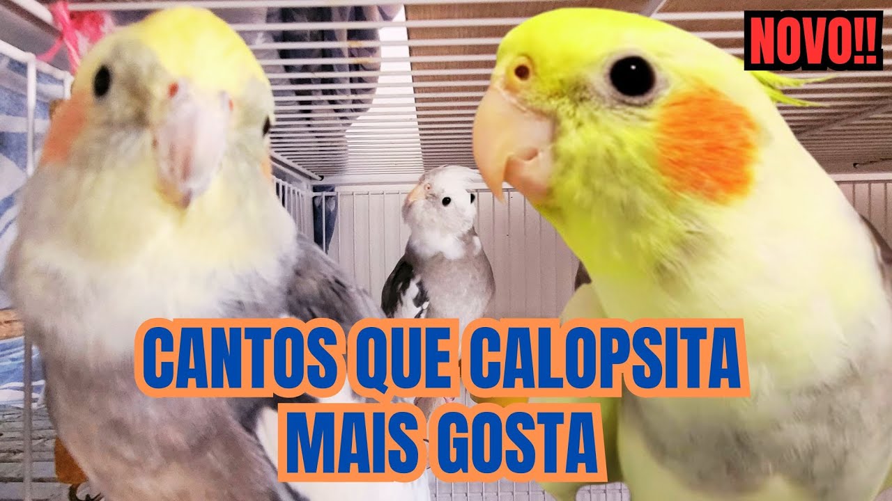 10 Cantos para estimular Calopsita Cantar. Várias Calopsitas Cantando. Cantos e assobios Calopsita