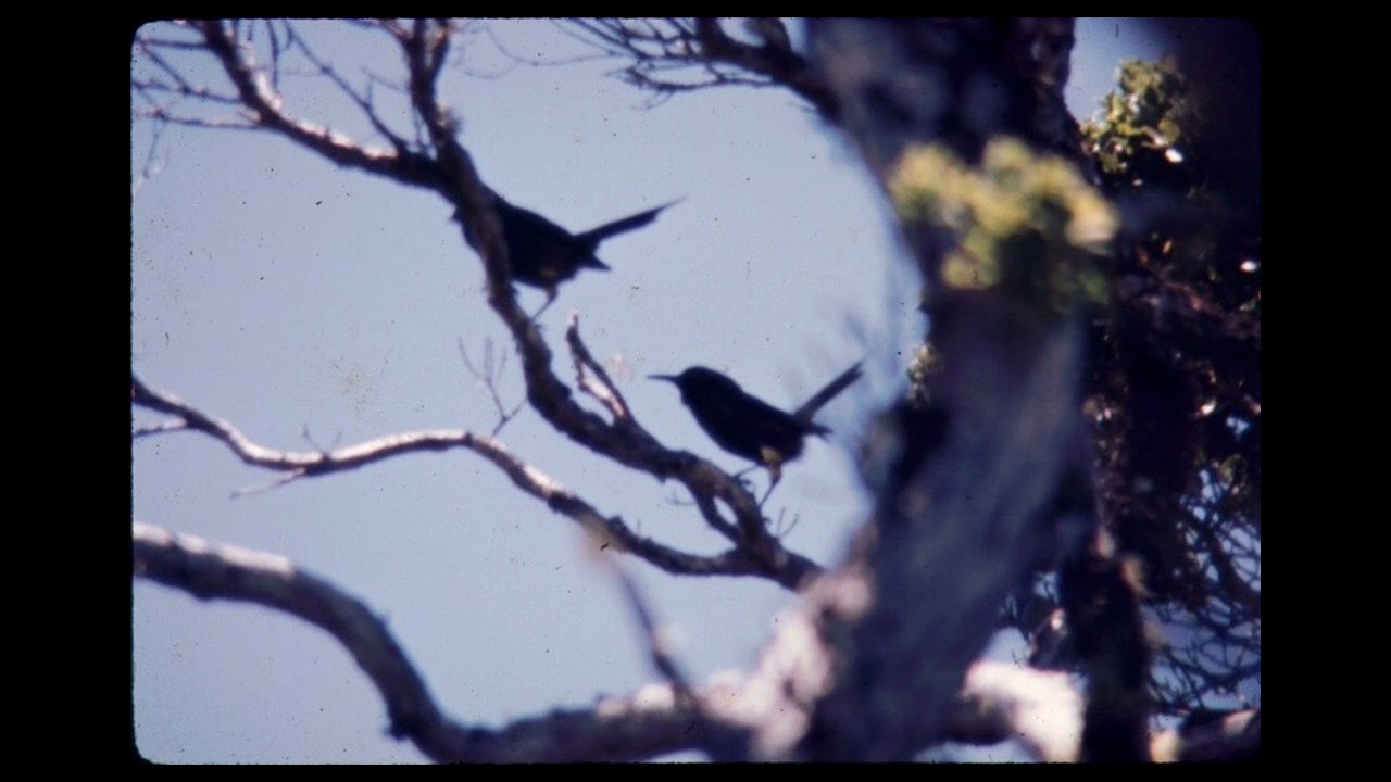 EL CANTO DE LA EXTINCIÓN: :((   kaua'i 'õ 'õ)