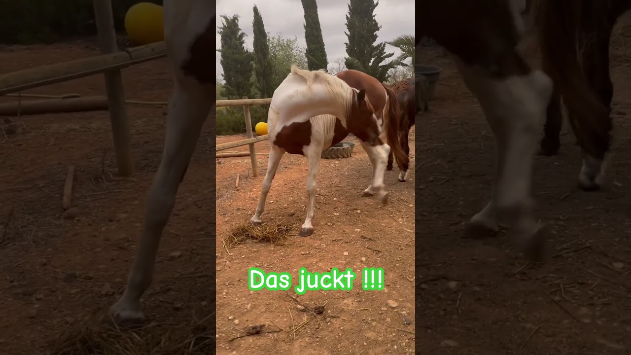 Bitte kratzen helfen🐴🙏🌸