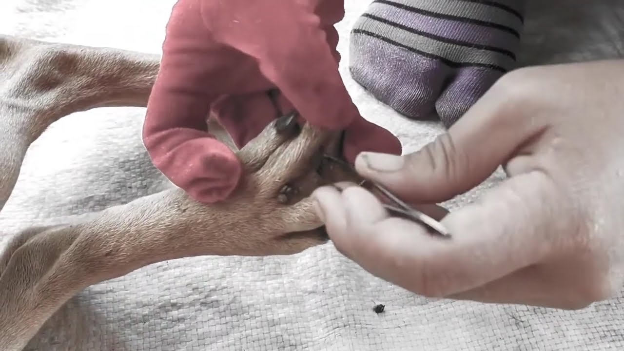 Dog Tick Removal That Every Pet Owner Should Know