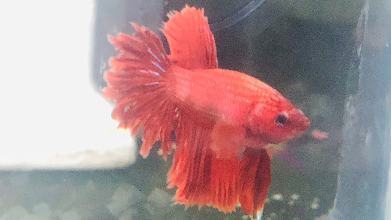 RED Hybrid betta fish (crown tail & combtail) breeding time part 03