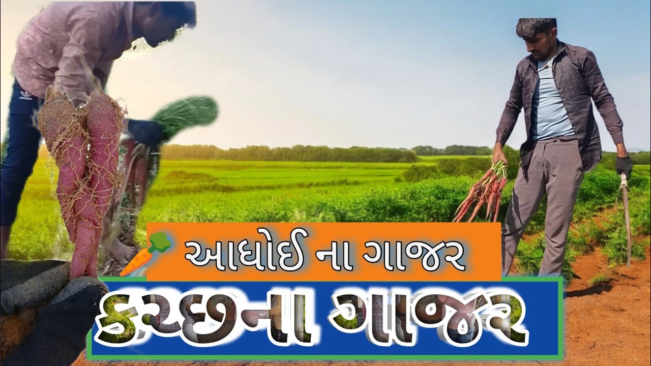 🙏👍 કચ્છ વાગડ આધોઈ ની ખેતી ગાજરની ખેતી ના વિડીયો #automobile 