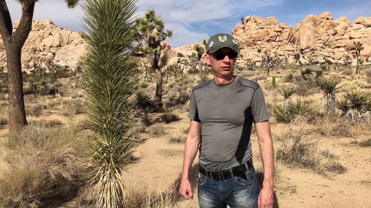 Joshua tree. Drzewo Jozuego co to jest.