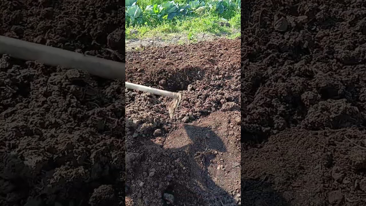 8.03.2026 chuvalchanglar sotuvi jarayoni