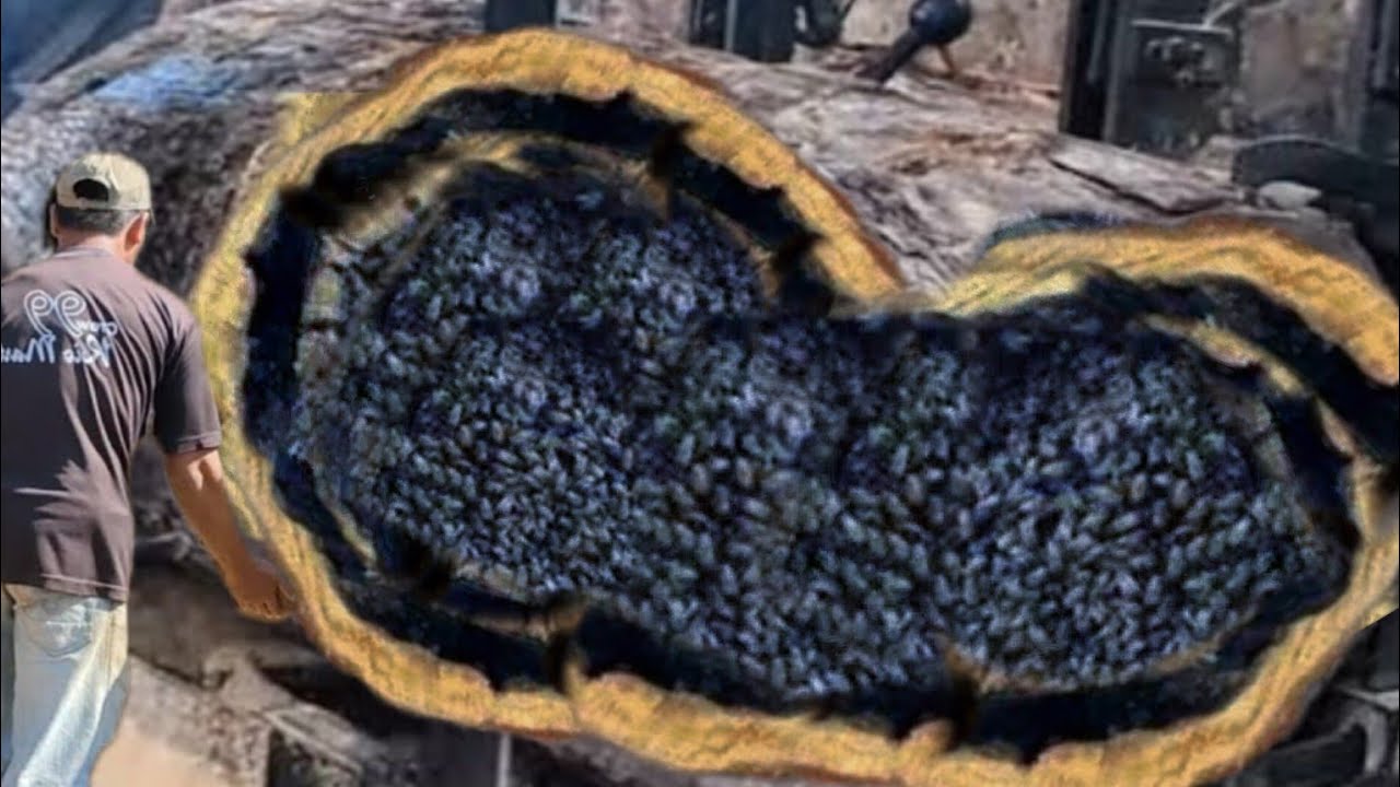 Shocking! Discovery of snake while Chopping Large Teak Wood At Sawmill