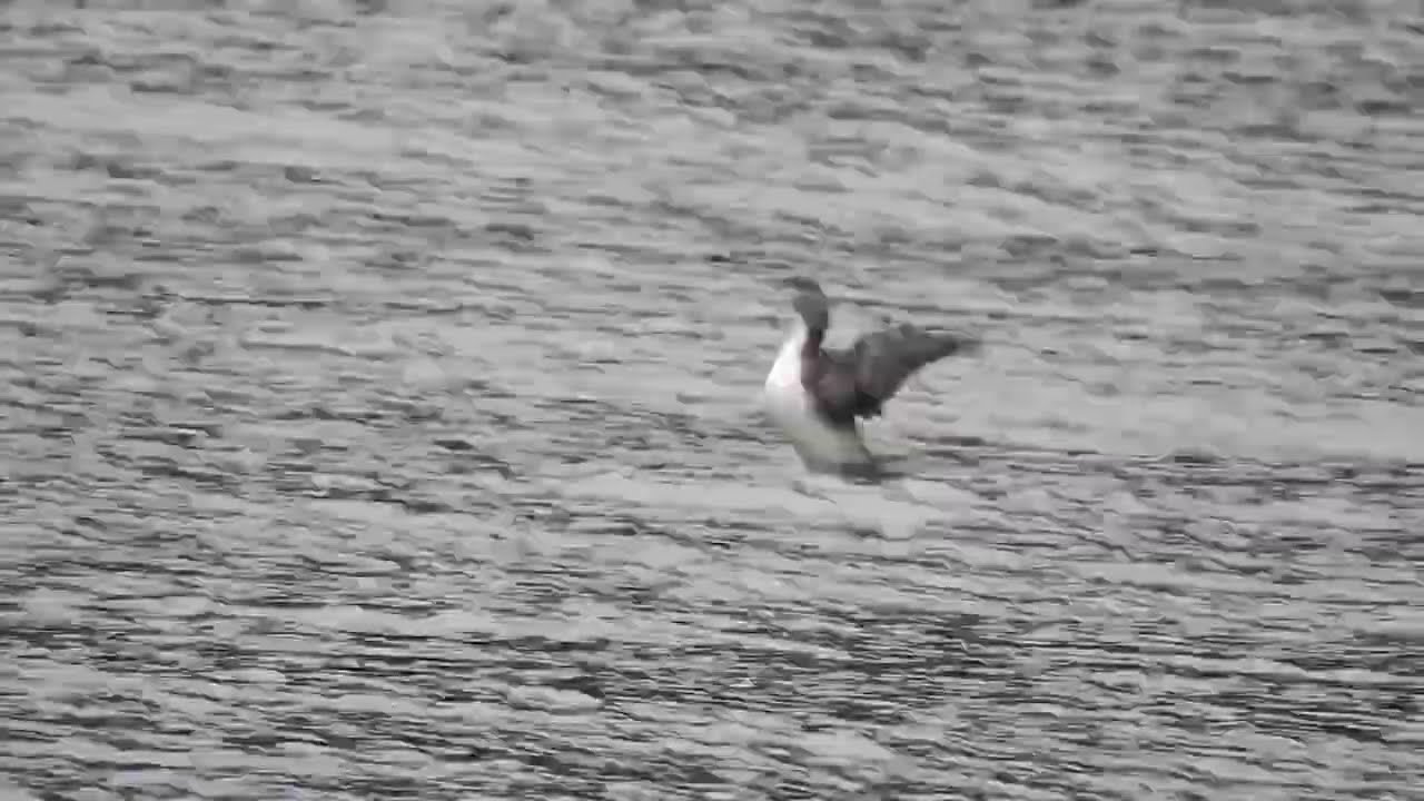 Red-throated Diver [1st w], Broadsands, Devon, UK, 14.1.26