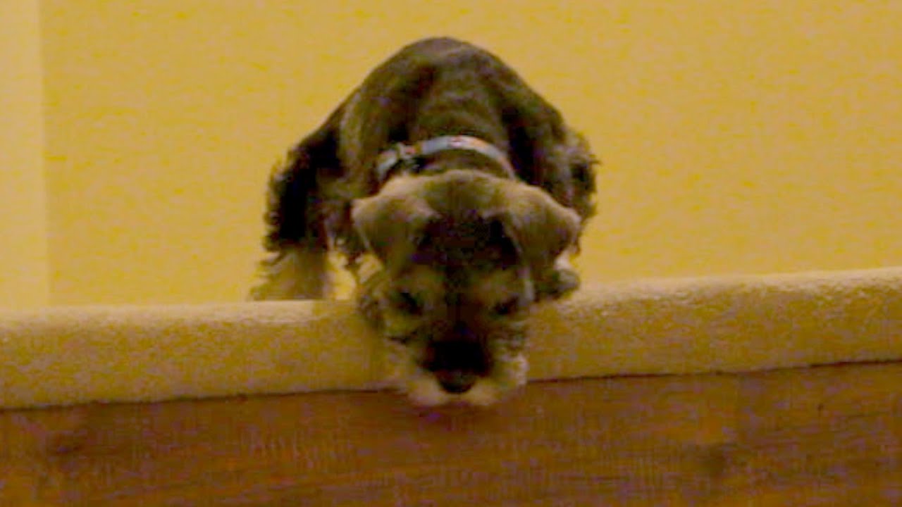 Cute Puppy Learns To Go Down Stairs