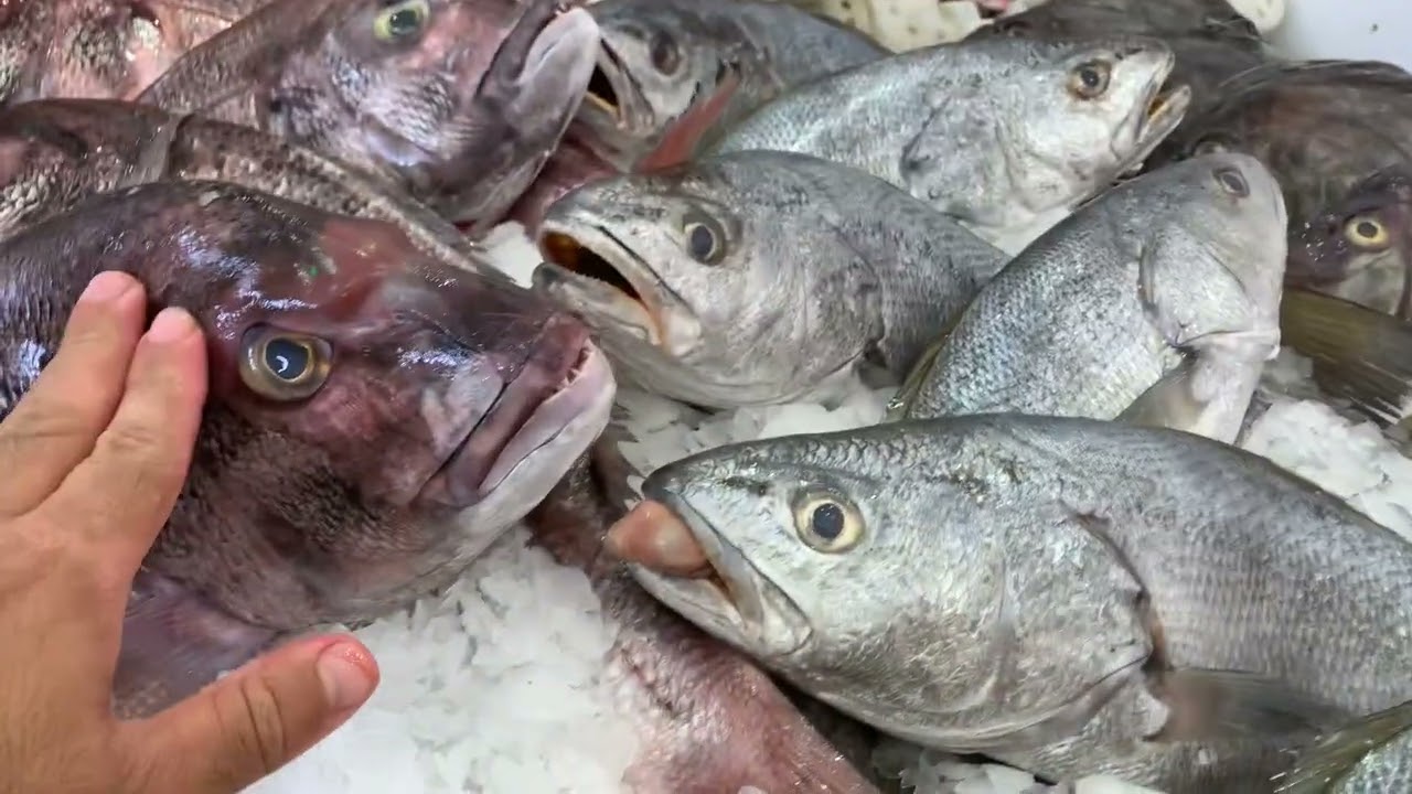 السلام عليكم ورحمة الله وبركاته سمك 🐟 الخميس14/08/2025 الجودة من خيرات المحيط0664253637