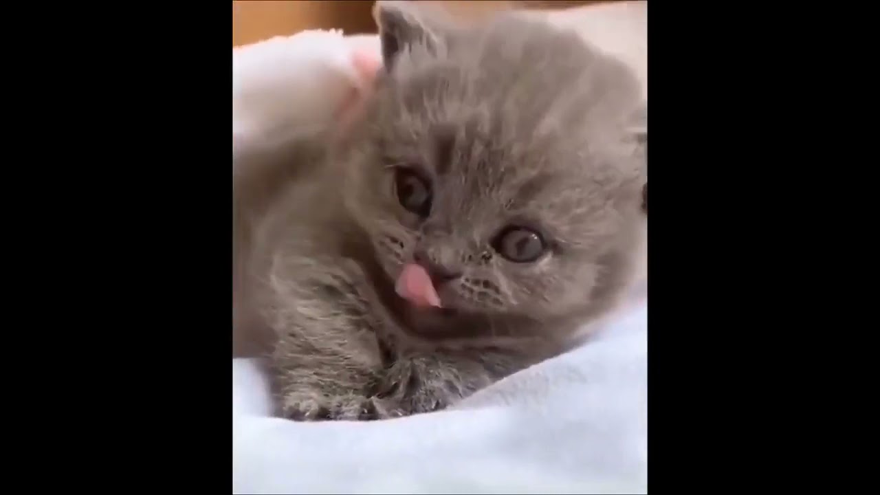 Funny cat videos 2021 🐱 Try not to Laugh or grin 😂 Challenge - Very funny Cats