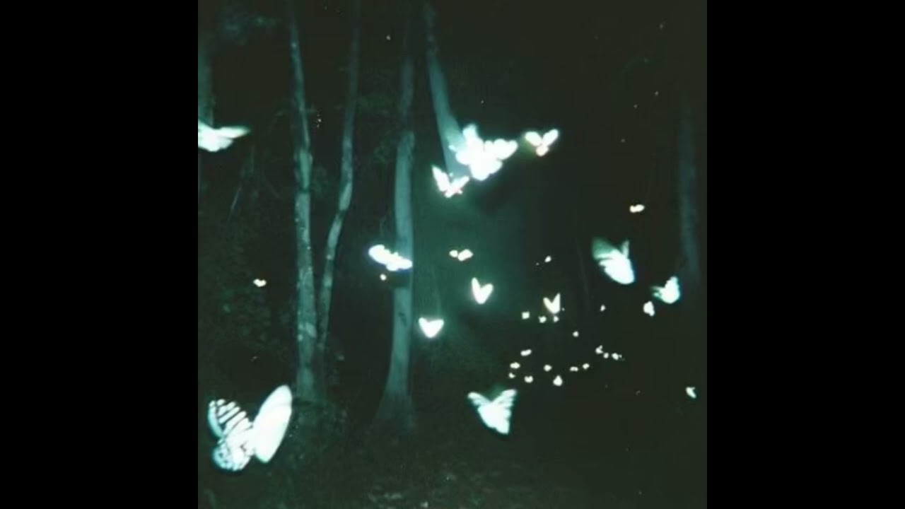 Butterfly - (prod by PML)