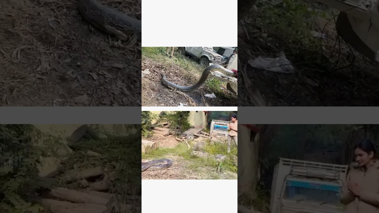 Snake Rescue by forest department | Forest guard | Van Daroga | forest department motivation