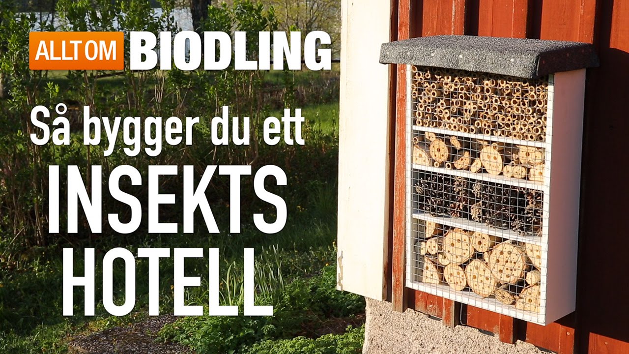Så bygger du ett insektshotell - Pollinering