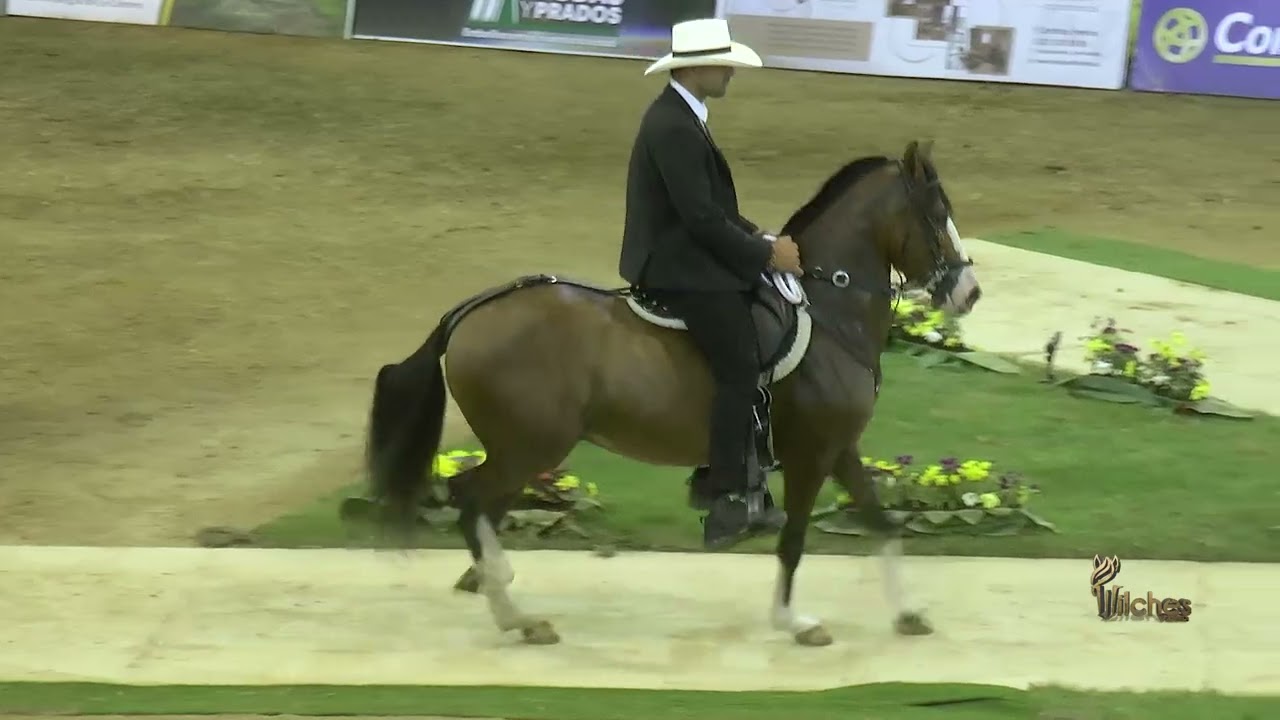 HALCON ROJO DE VILLA MILENA, SEGUNDO PUESTO CABALLOS CASTRADOS P1 COPA CIUDAD PEREIRA GRADO A 2024