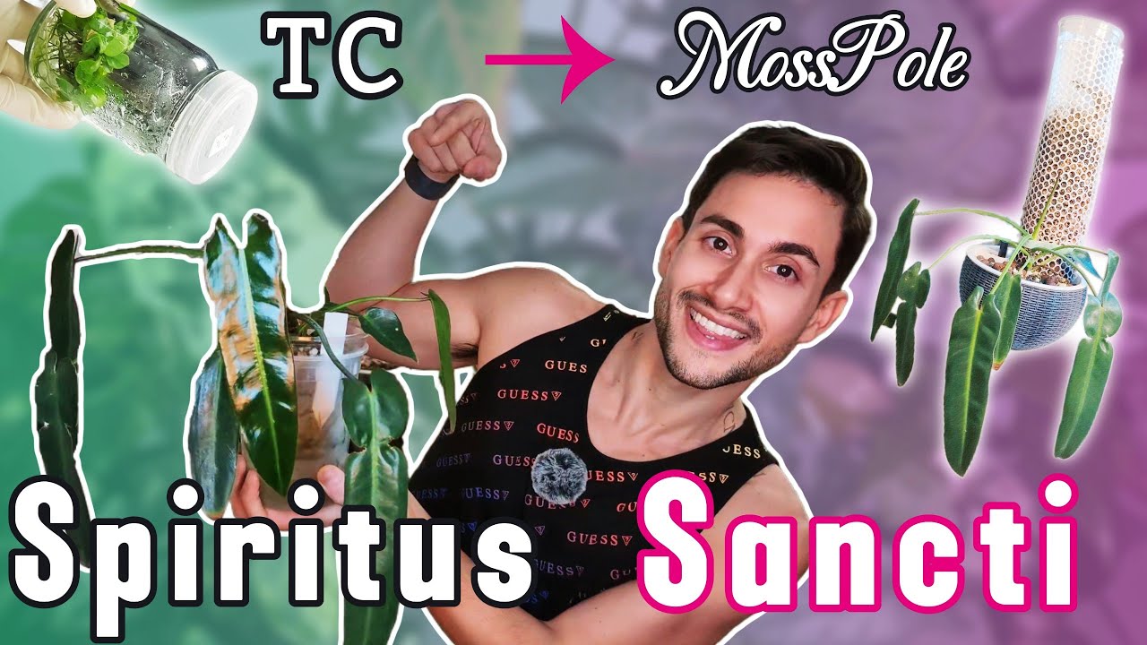 Philodendron SPIRITUS SANCTI Care + Moss Pole –  Chaotic semi-hydro repot in PON