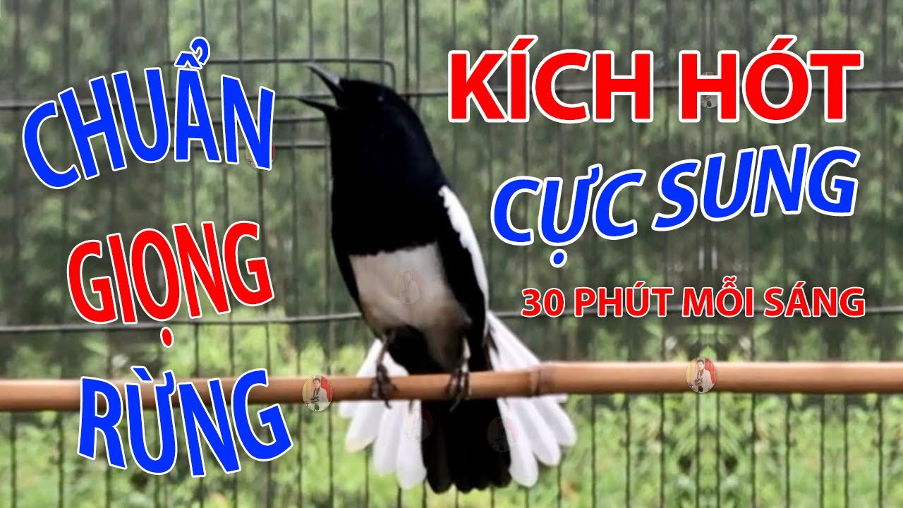 Chòe Than Mồi Hót - Chòe Than Hót Chuẩn GIỌNG NÚI RỪNG - Luyện Choè than HÓT HAY - choe than