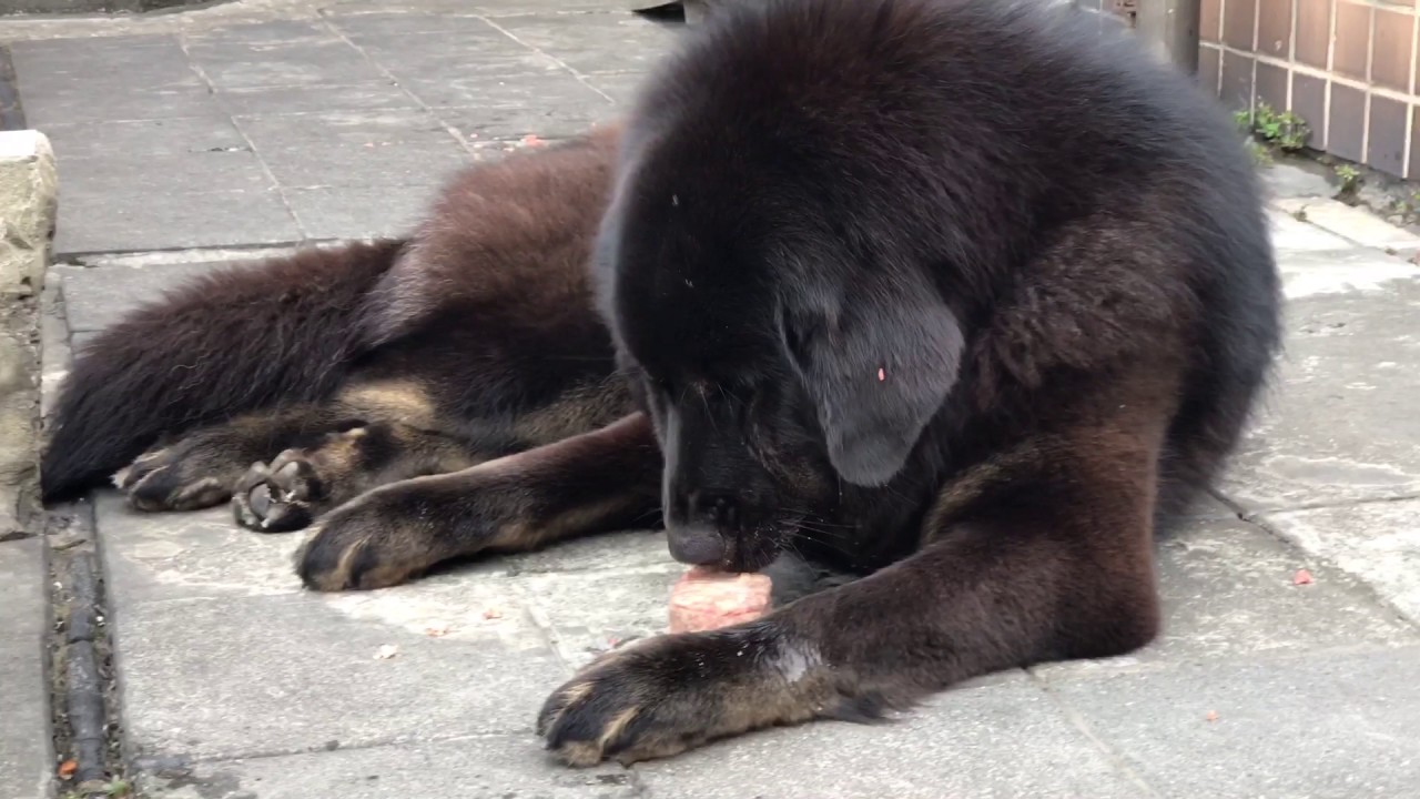 藏獒餵生食