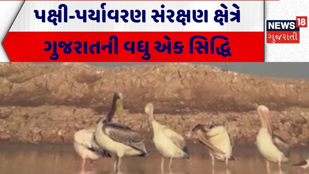 Kutch News | પક્ષી-પર્યાવરણ સંરક્ષણ ક્ષેત્રે ગુજરાતની વધુ એક સિદ્ધિ | Bird | Kutch | Gujarati News