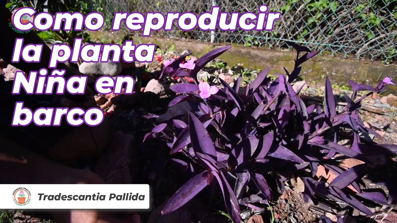 Una planta de hojas púrpuras y flores rosas - Niña en barco