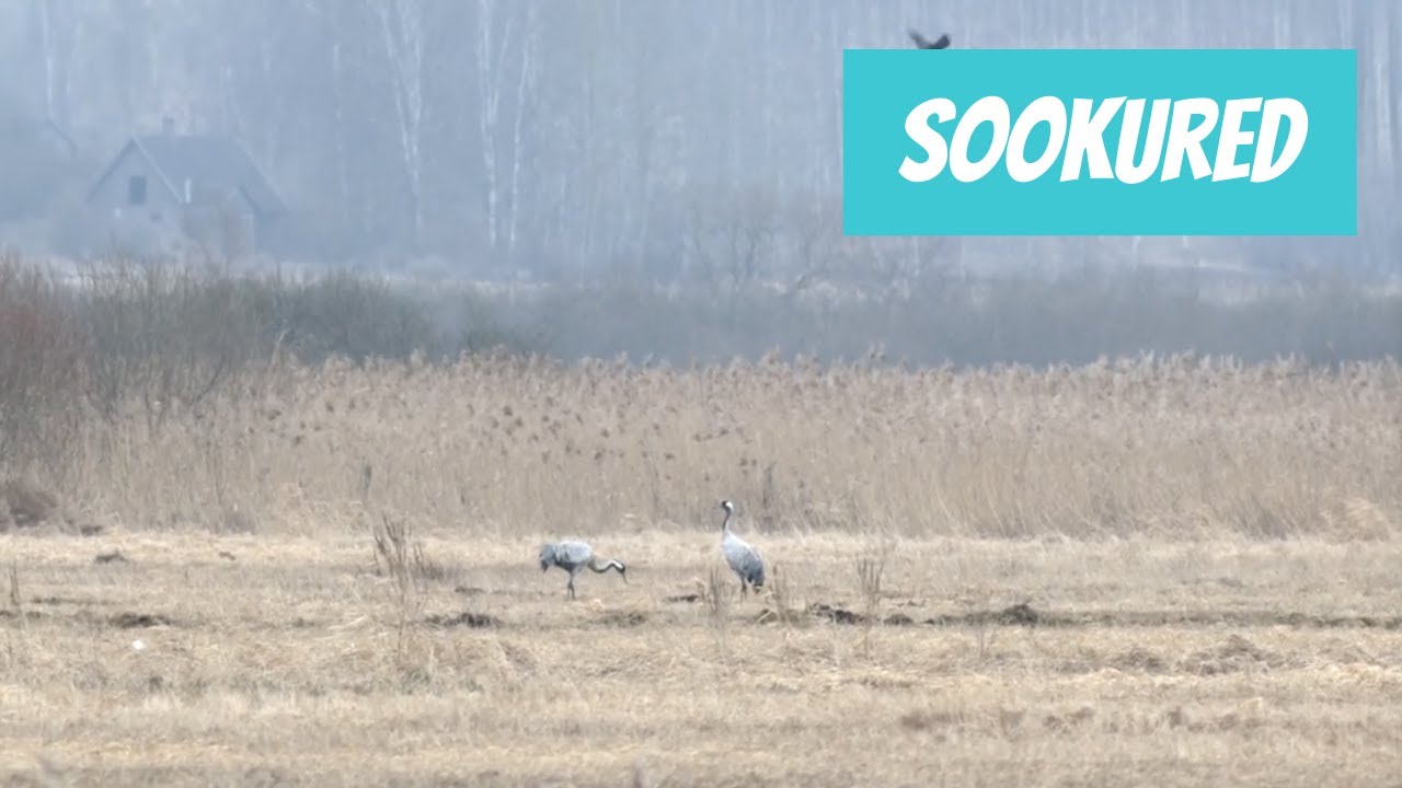 Sookurg (Grus grus; Common Crane)