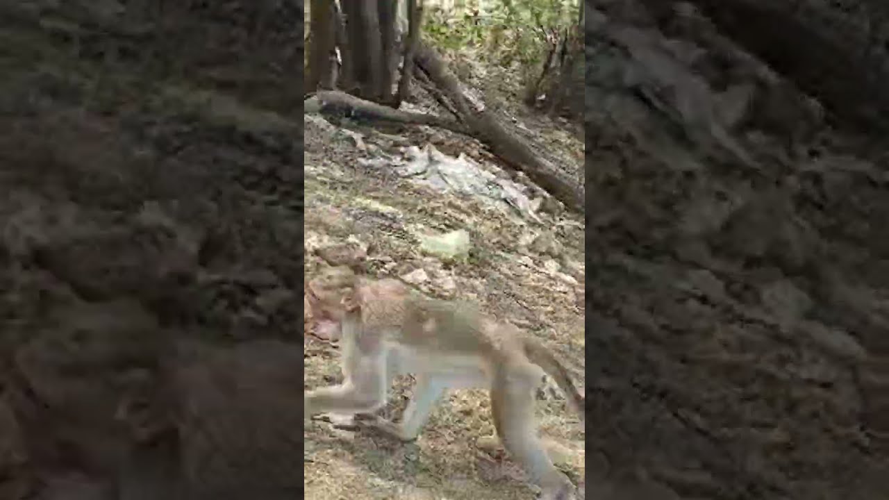 పిల్ల కోతులు 😱